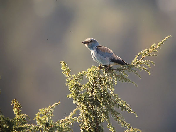 Sininärhi, European Roller, Coracias garrulus